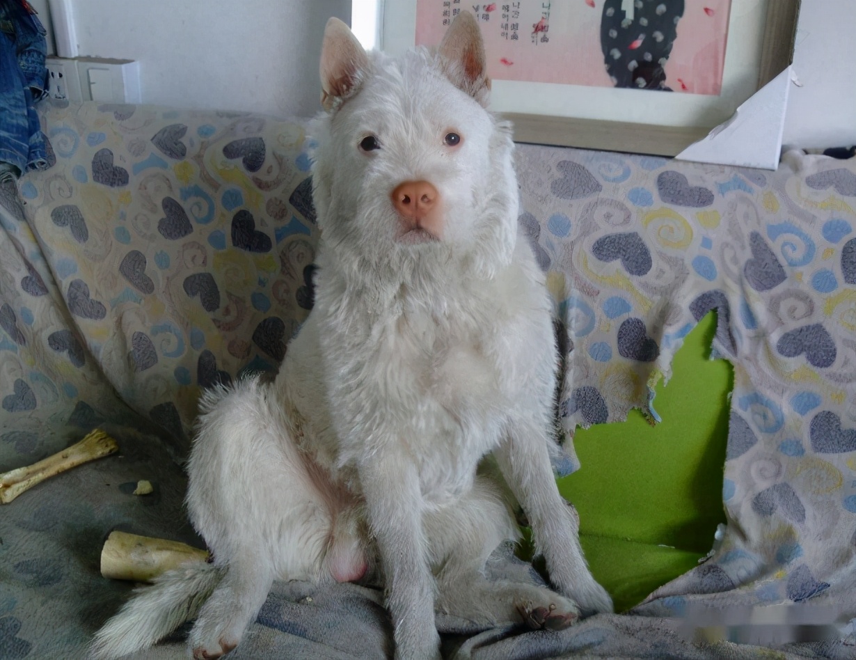 下司犬幼崽好不好养,为什么养了狗以后见不得杀生