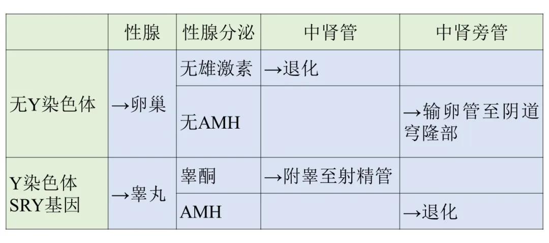 跨性别运动员出现的意义,跨性别运动员应该参加哪一类比赛