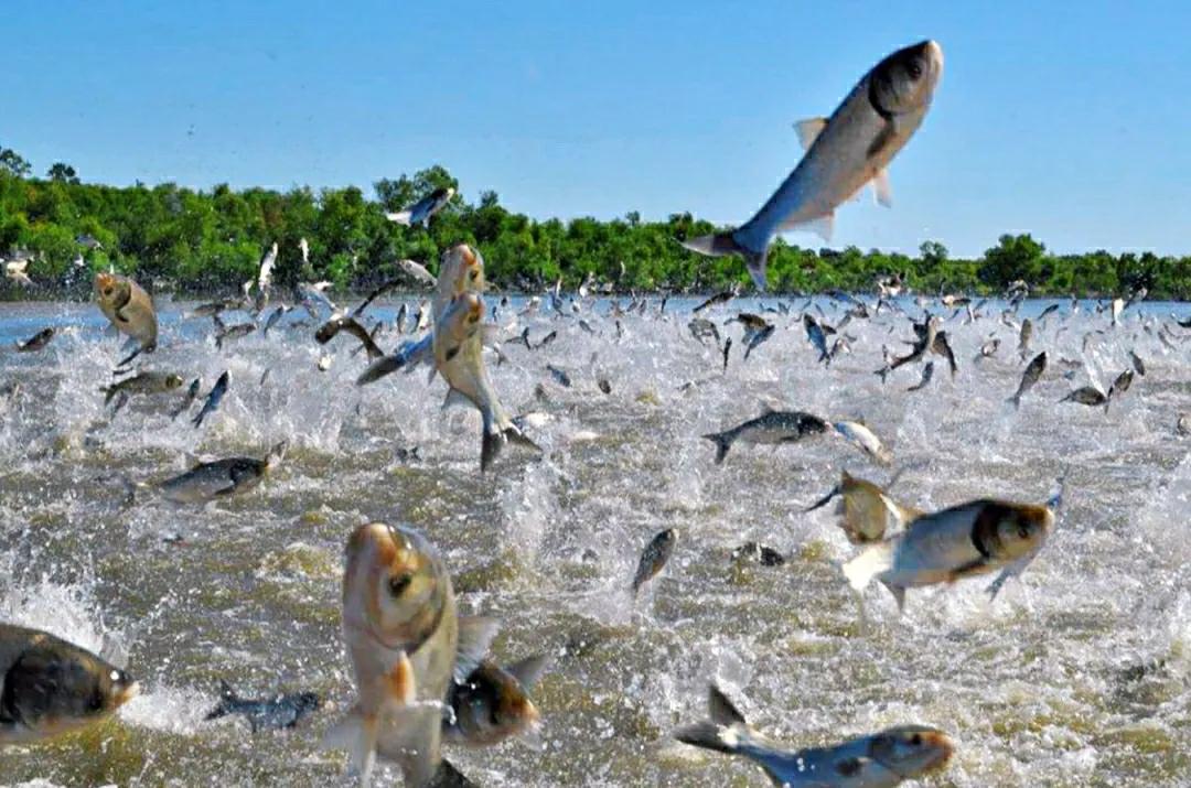 亚洲鲤鱼到底有多厉害,亚洲鲤鱼泛滥成灾的视频