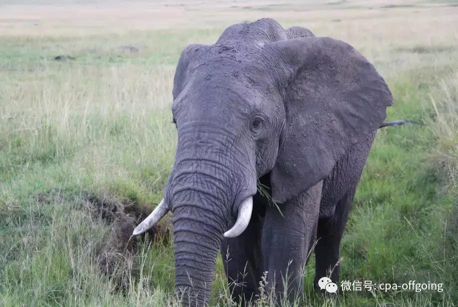 这个野奢的国度，欧美、日韩人都爱去，为何我们国家没人去？