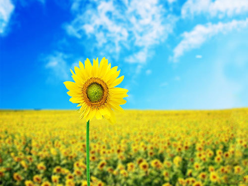 活着好累，总缺钱，怎么办？感觉生活无望！另一个女孩给出了答案