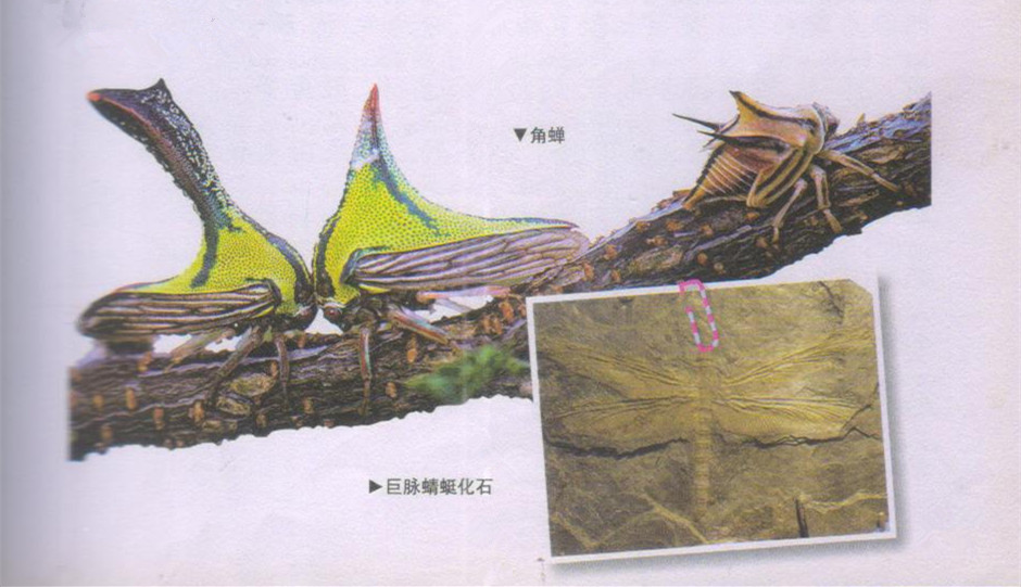 昆虫样子特点,昆虫视觉是什么样的