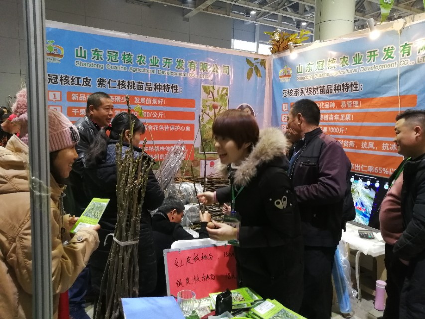 冠核核桃苗多少钱一棵,冠核核桃苗