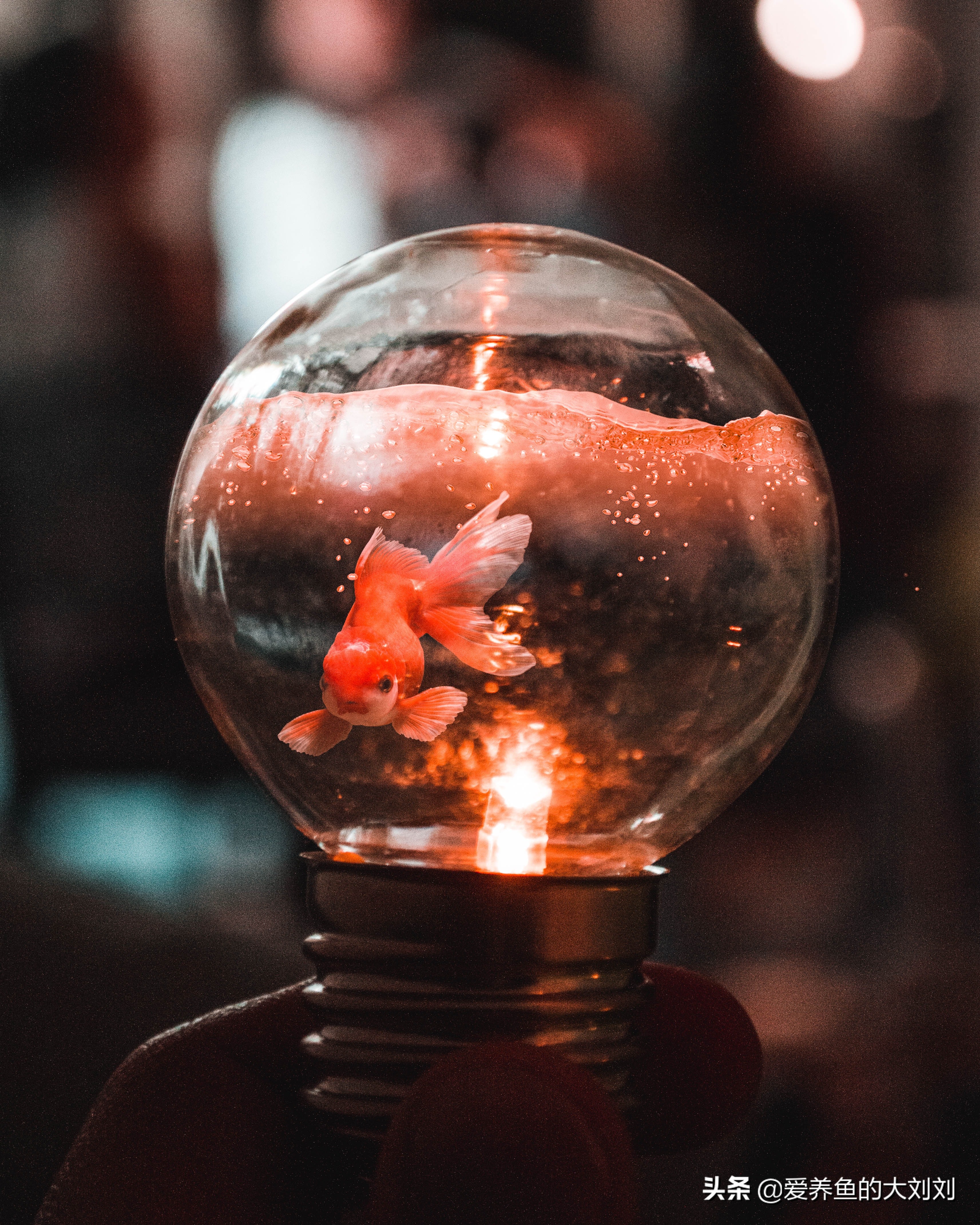 鱼缸是夜间开氧气泵白天开灯是吗,鱼缸的灯需要关了给鱼休息吗