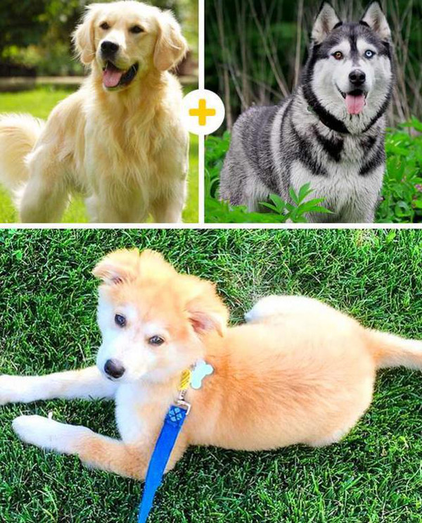 比柯基短腿好看的狗,和柯基杂交的狗狗都是小短腿吗