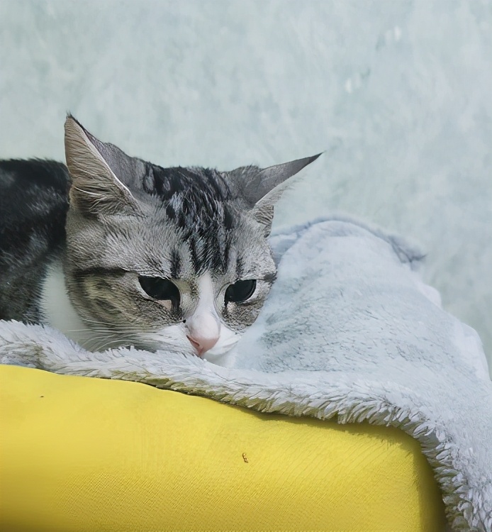 团子猫传腹治好了吗,团子的猫传腹