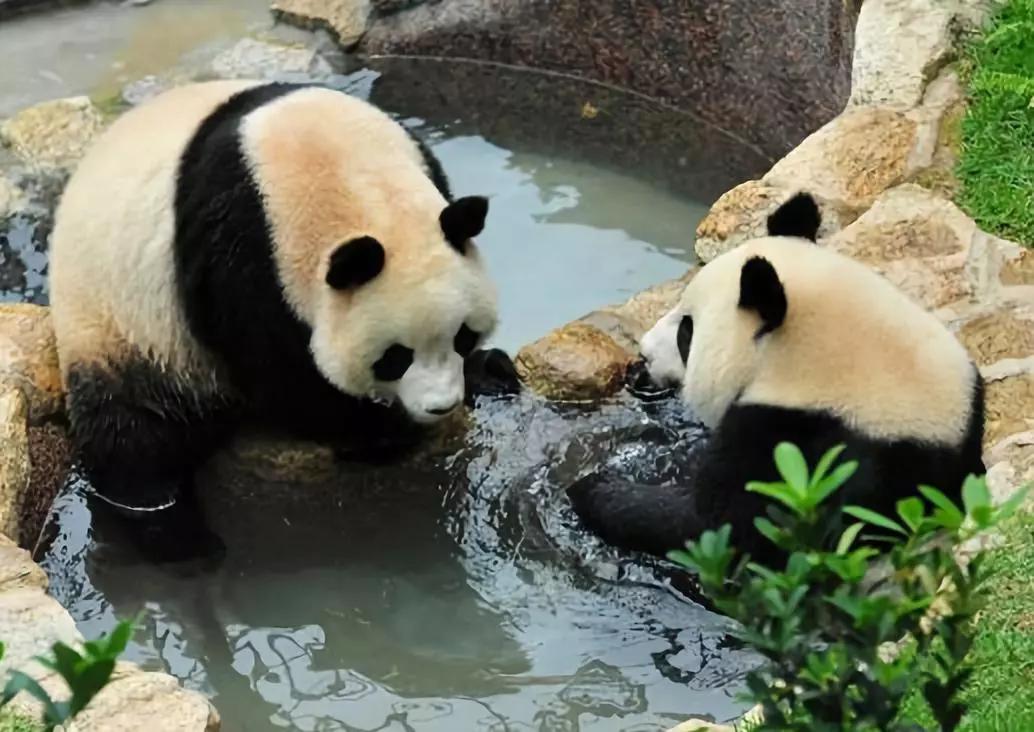 1999年澳门回归祖国升旗仪式,澳门回归祖国20年来的发展经验