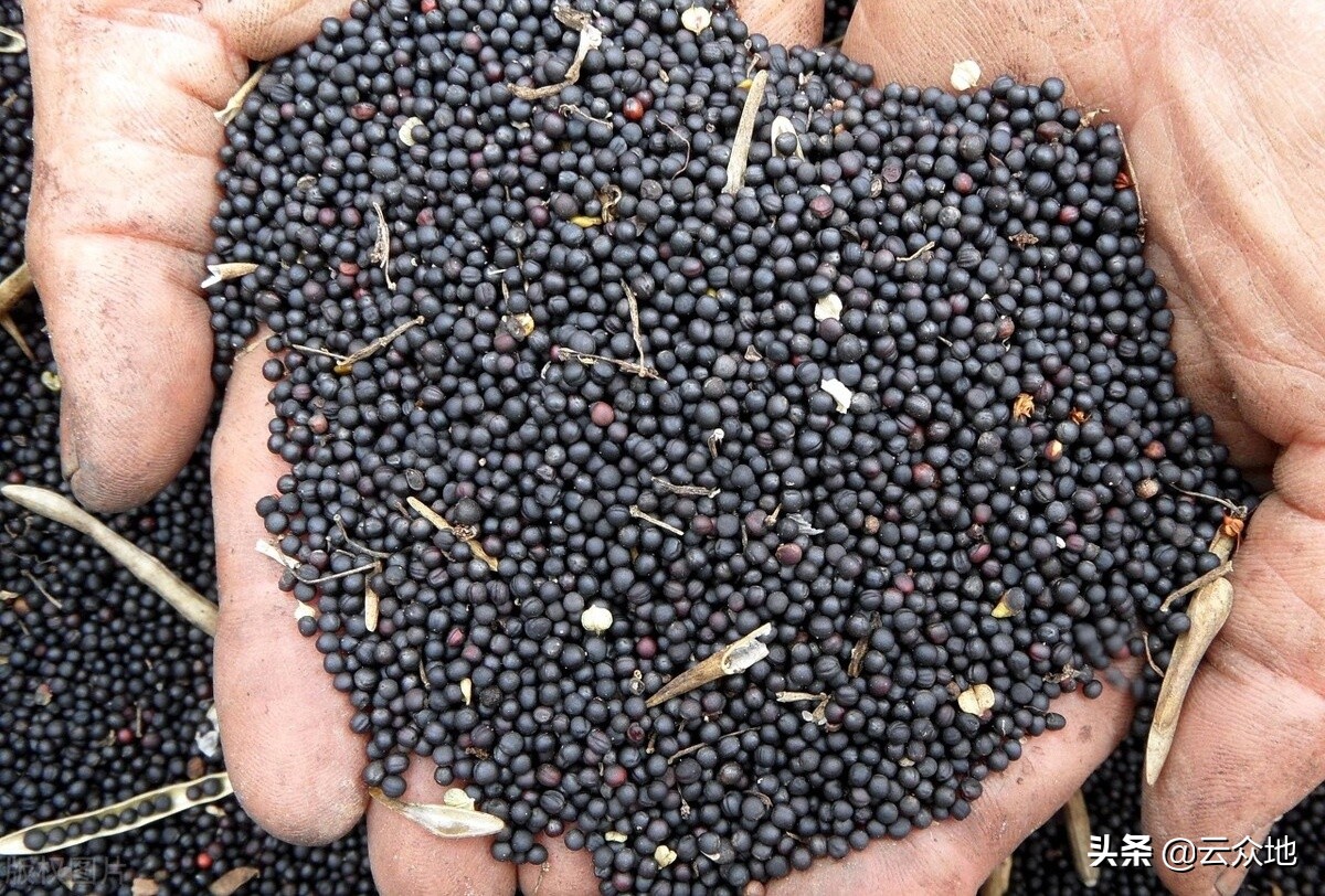 油菜籽行情,油菜籽最新价格行情