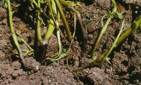 马铃薯的地下害虫有哪些,马铃薯种植技术及病虫害防治