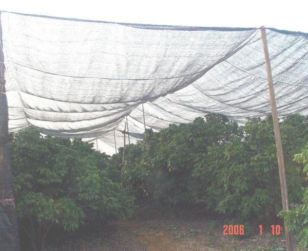 荔枝龙眼防寒最佳方法,龙眼怎么保鲜效果最好