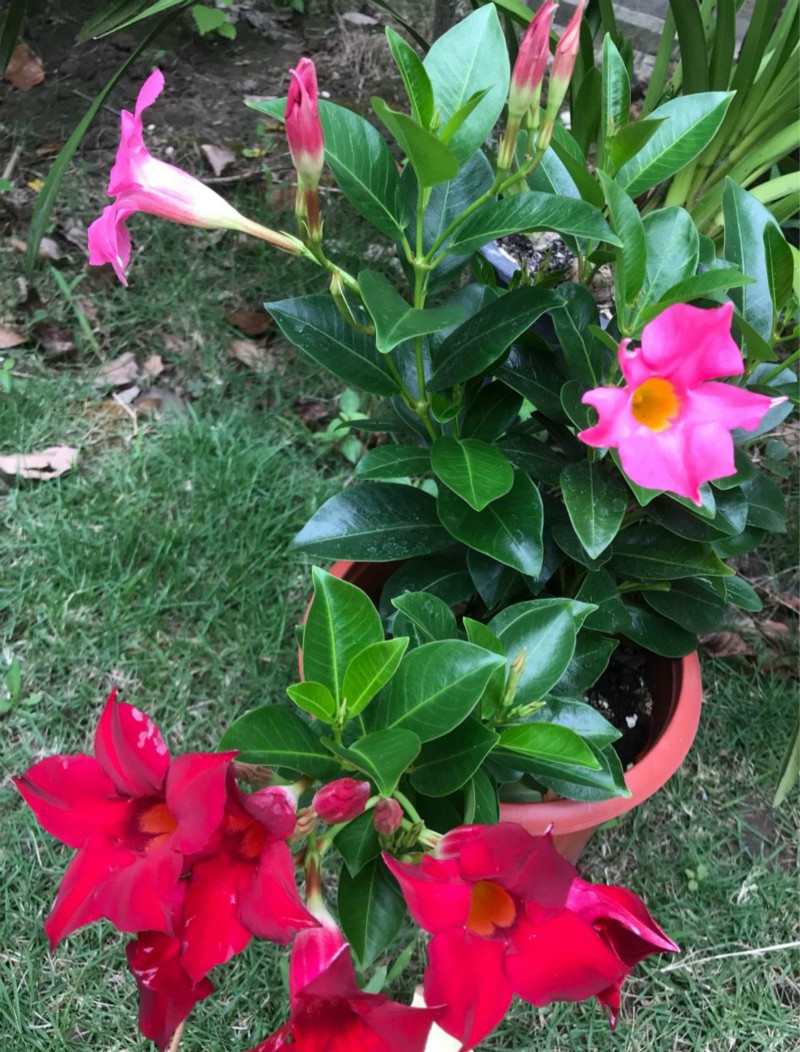 花园养的花被人偷去了好吗,养了几年的花被人偷了