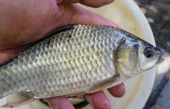 初春二月钓鱼,二月初钓鱼怎么样