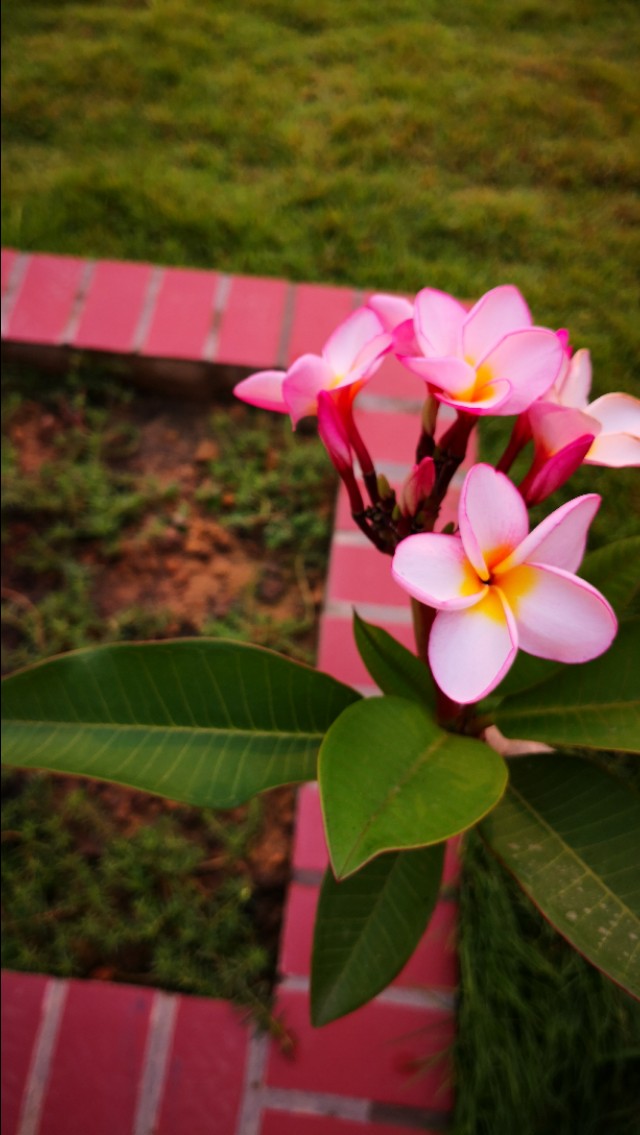 为什么老挝把鸡蛋花当成国花,为什么鸡蛋花是老挝的国花