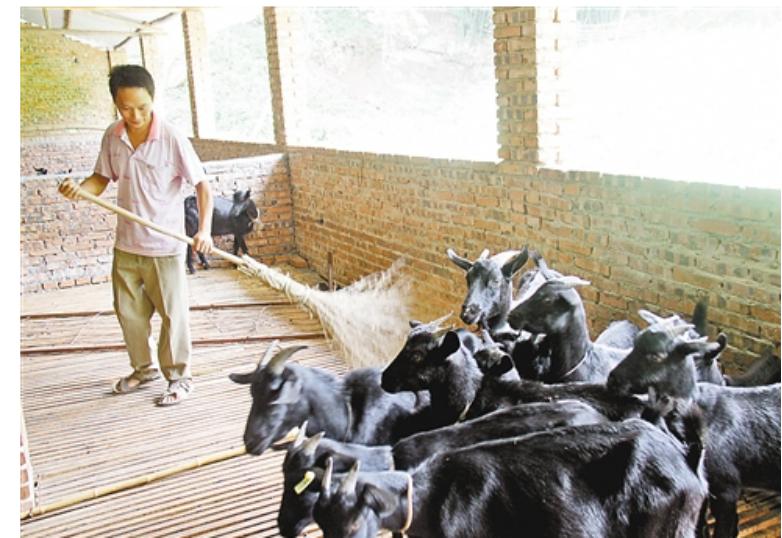 规模化羊场的发展趋势饲养员必将取代技术人员成为羊场发展主力