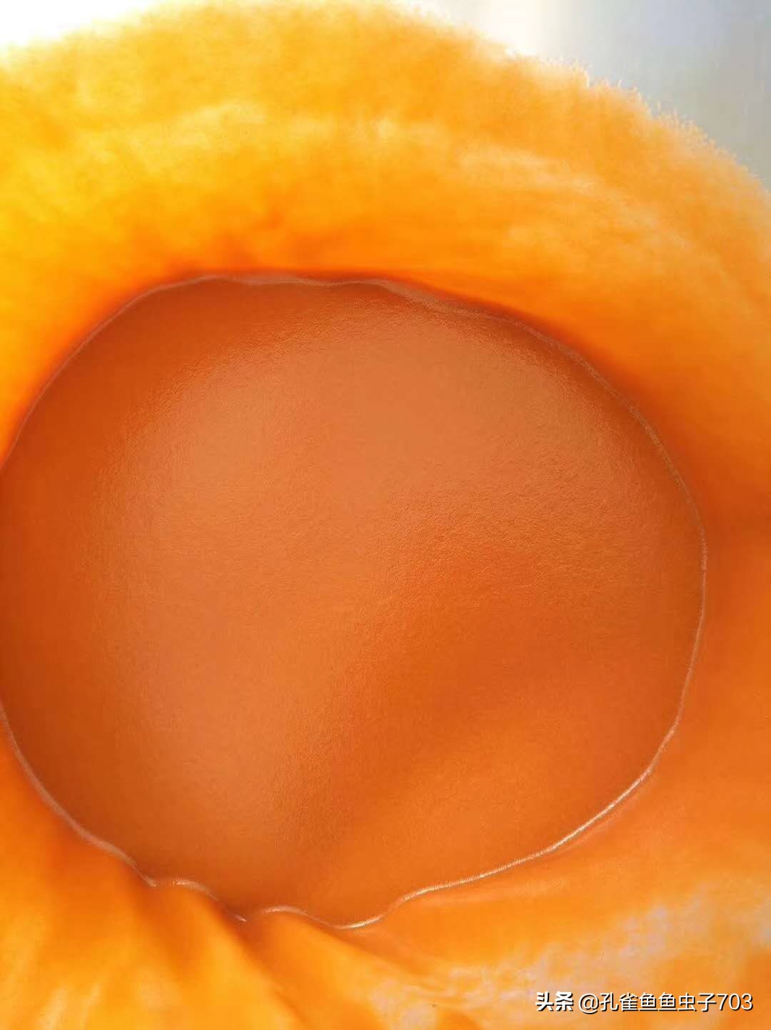 孔雀鱼应该吃什么最好,五种新手必入的孔雀鱼