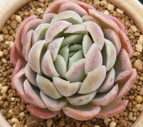 夏养多肉冰梅容易黑腐化水?盆栽往3方面下功夫,看着仙气飘飘