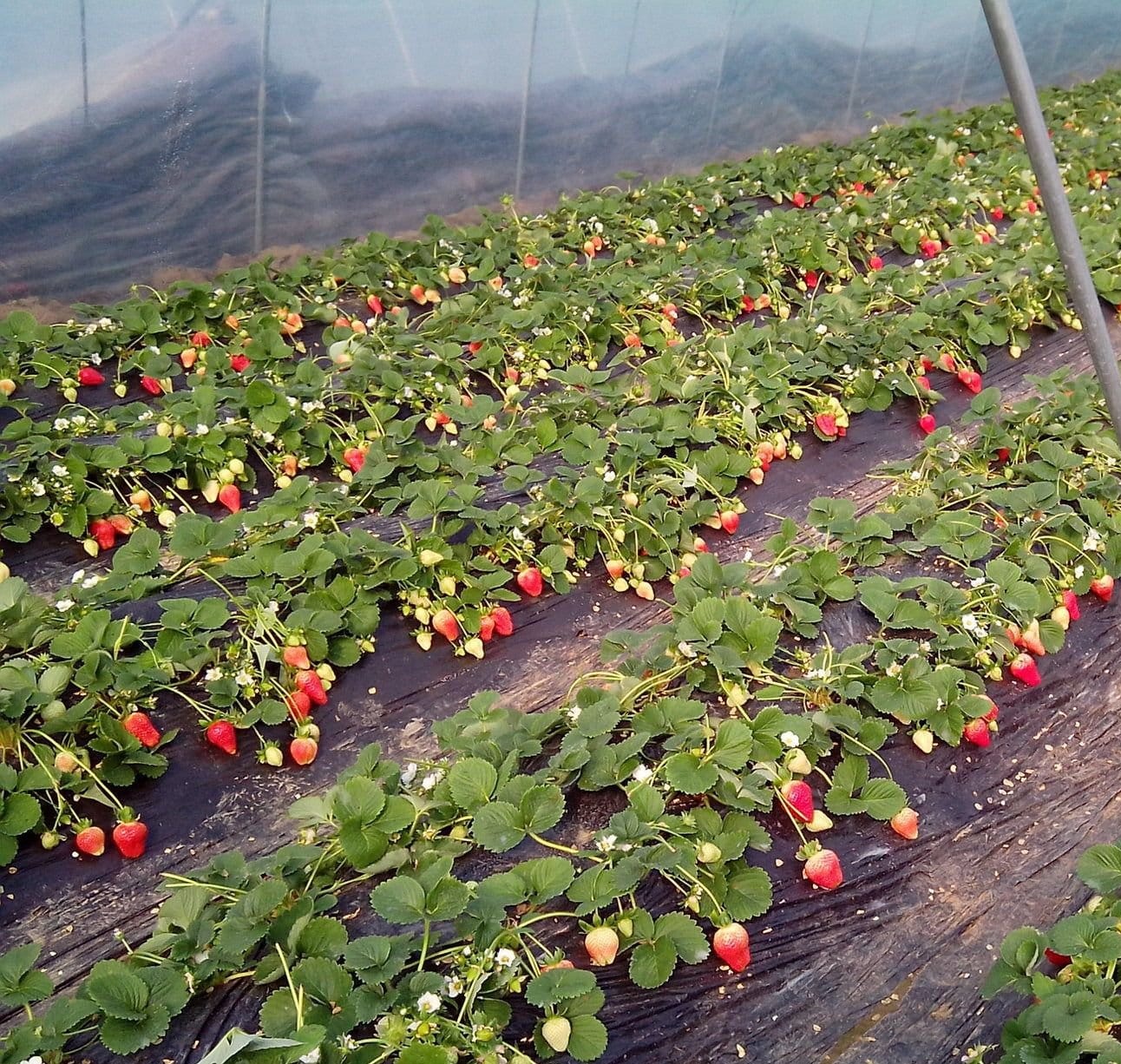 大棚草莓的种植和管理的方法,大棚草莓种植技巧与方法