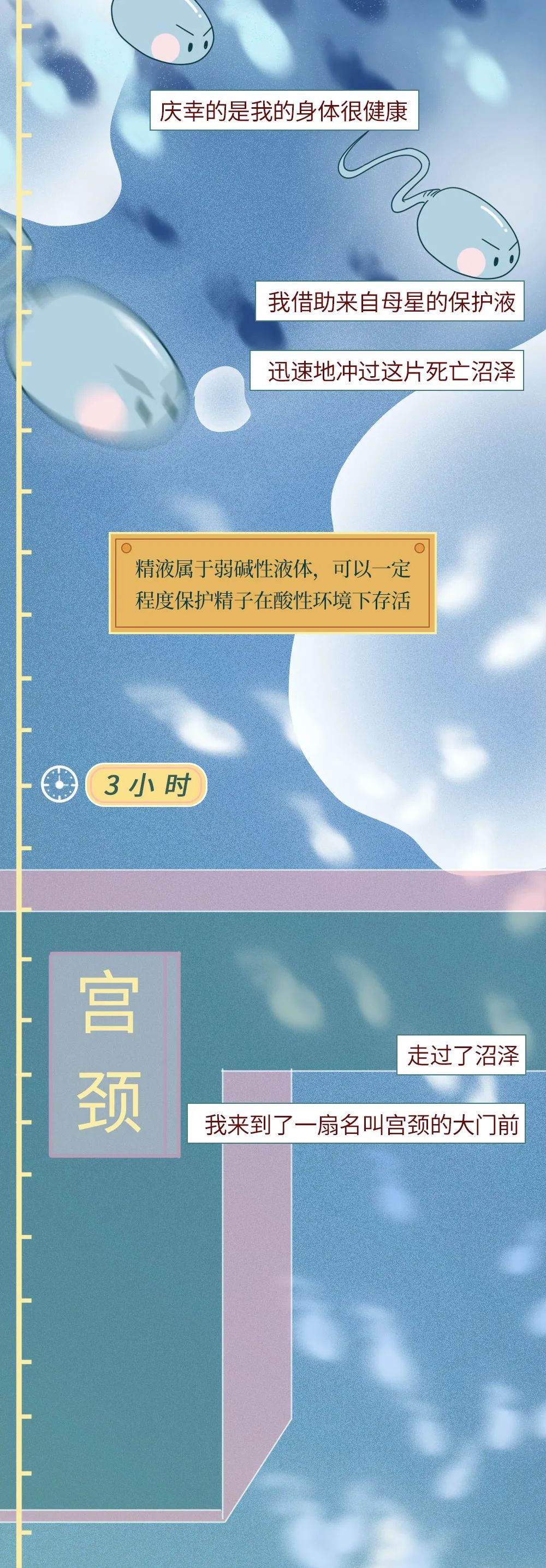 科普知识精子液化后的状态,男性精子在体内存活时间