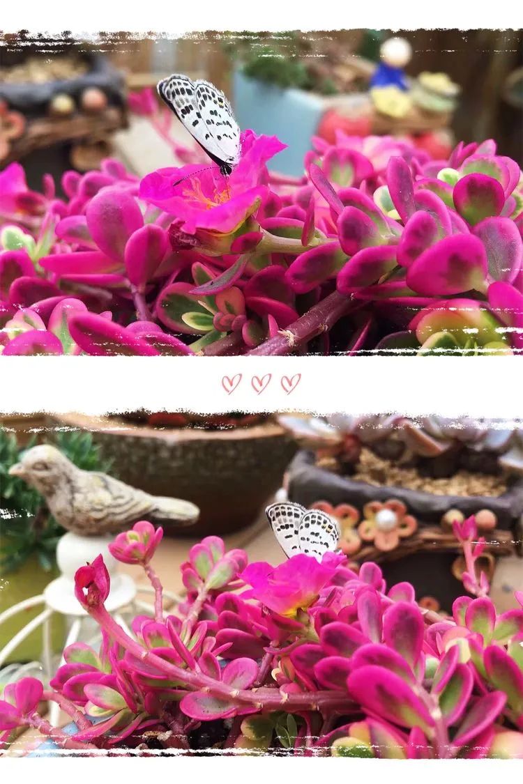 冬去春来，愿你无恙，疫情退去，养肉依旧！