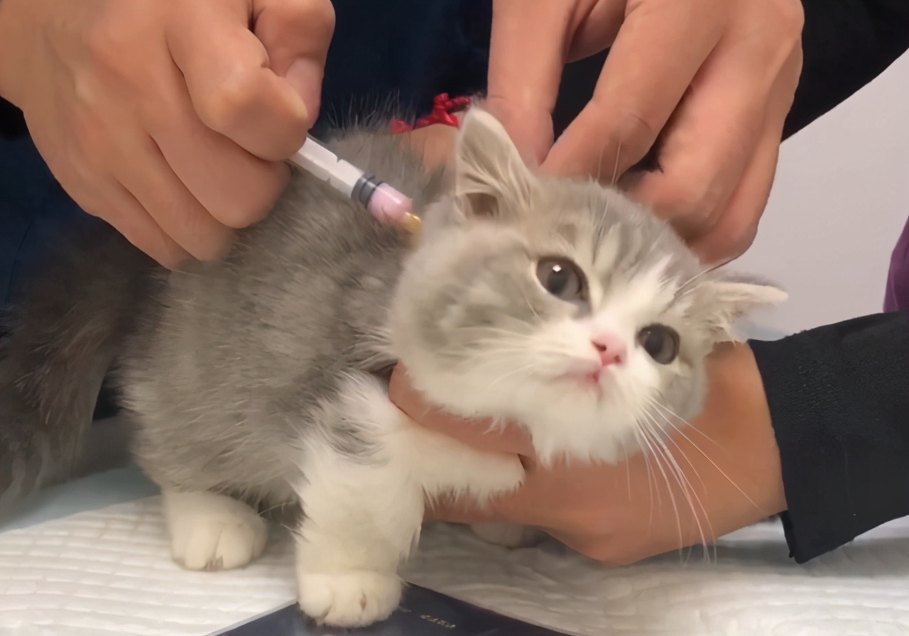 猫咪呕吐的常见原因及处理方法,猫咪常见的呕吐原因和对应方法