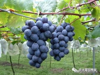 种植新品种果树苗一手货源,各种新品种果树苗木一手货源