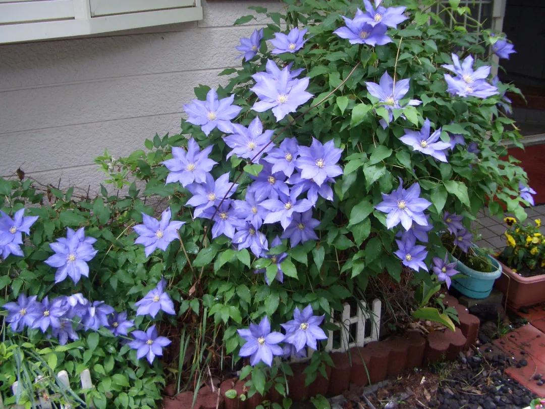 铁线莲春季萌芽后肥水管理,铁线莲大苗春季换盆的正确方法