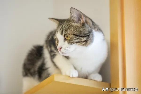 猫咪特别挑食吃得很少应该怎么办,关于猫咪不吃饭的原因分析