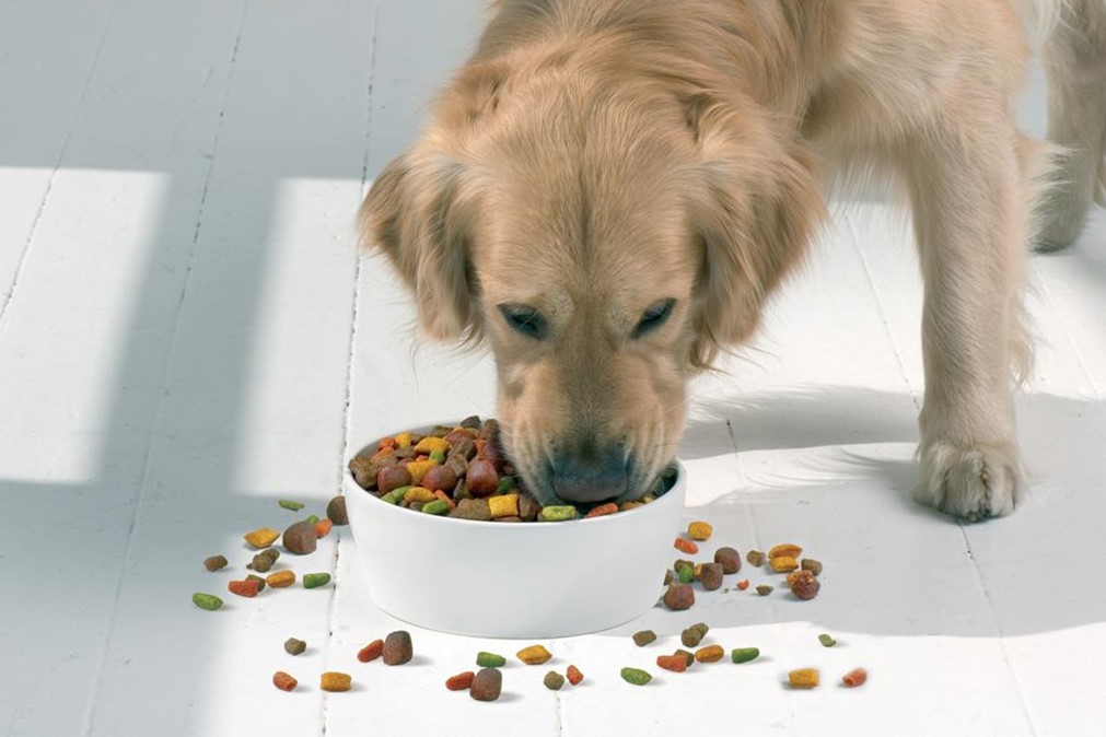 建议老年犬吃这些食物对身体好,老年犬需要补充什么营养