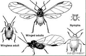 广州满天飞的小飞虫有什么危害,天津出现大量小飞虫是什么