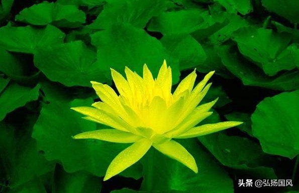 五龙捧圣张云雷郭德纲,郭德纲给张云雷写的太平歌词