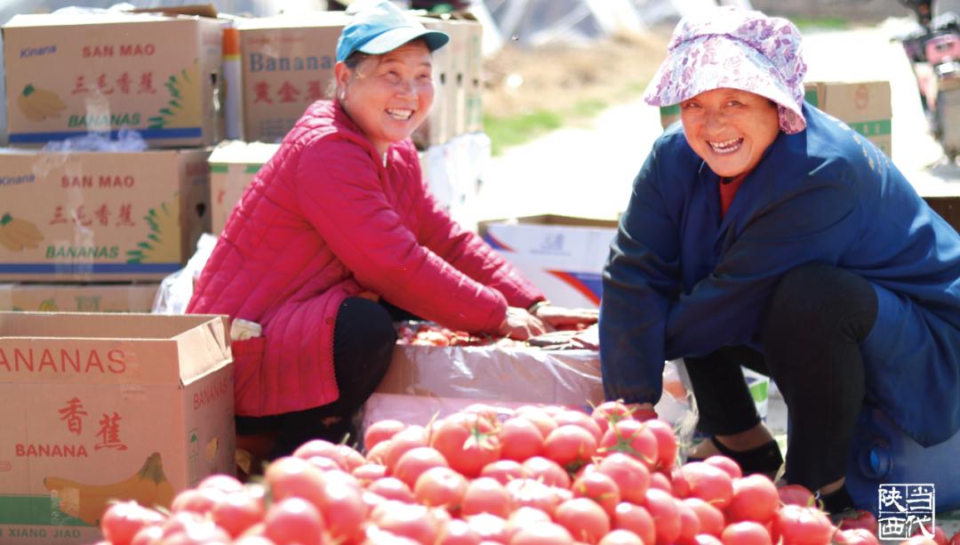 泾阳现在的蔬菜,疫情之下菜篮子工程面临的问题