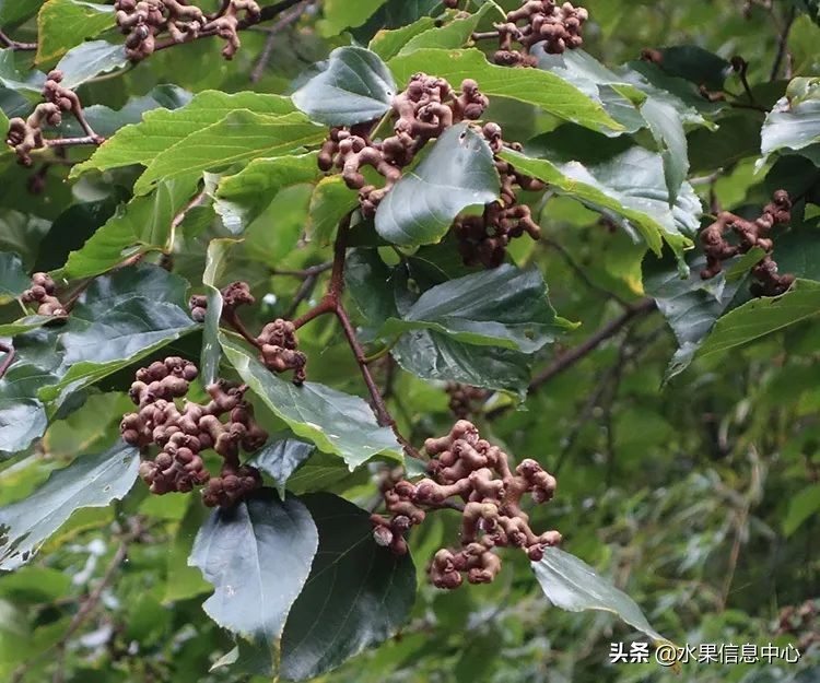 国内好吃的热带水果有哪些,小众水果推荐