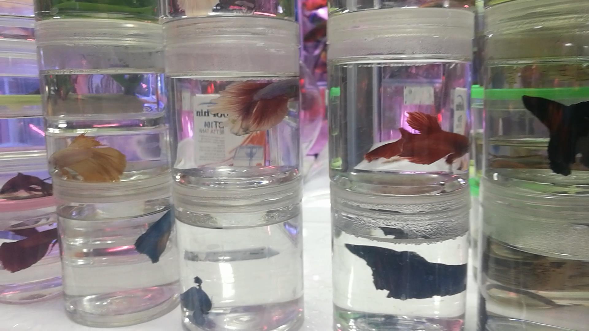 北京官园批发市场搬迁到哪里了,北京官园市场搬迁到哪里