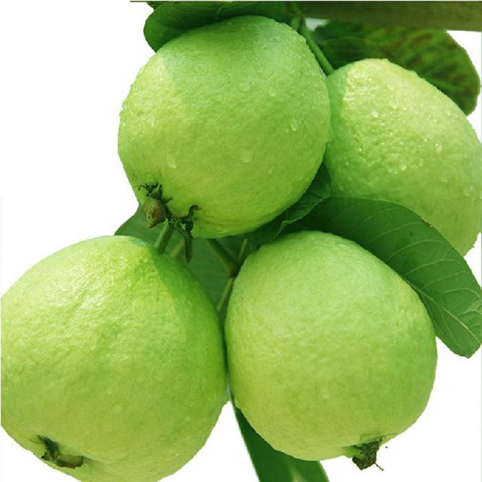 桃金娘科蒲桃属植物葡桃,桃金娘目千屈菜科植物