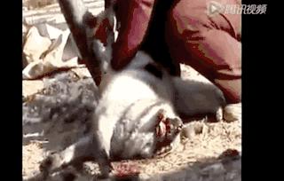 内蒙哪个城市有皮草,皮草之都内蒙