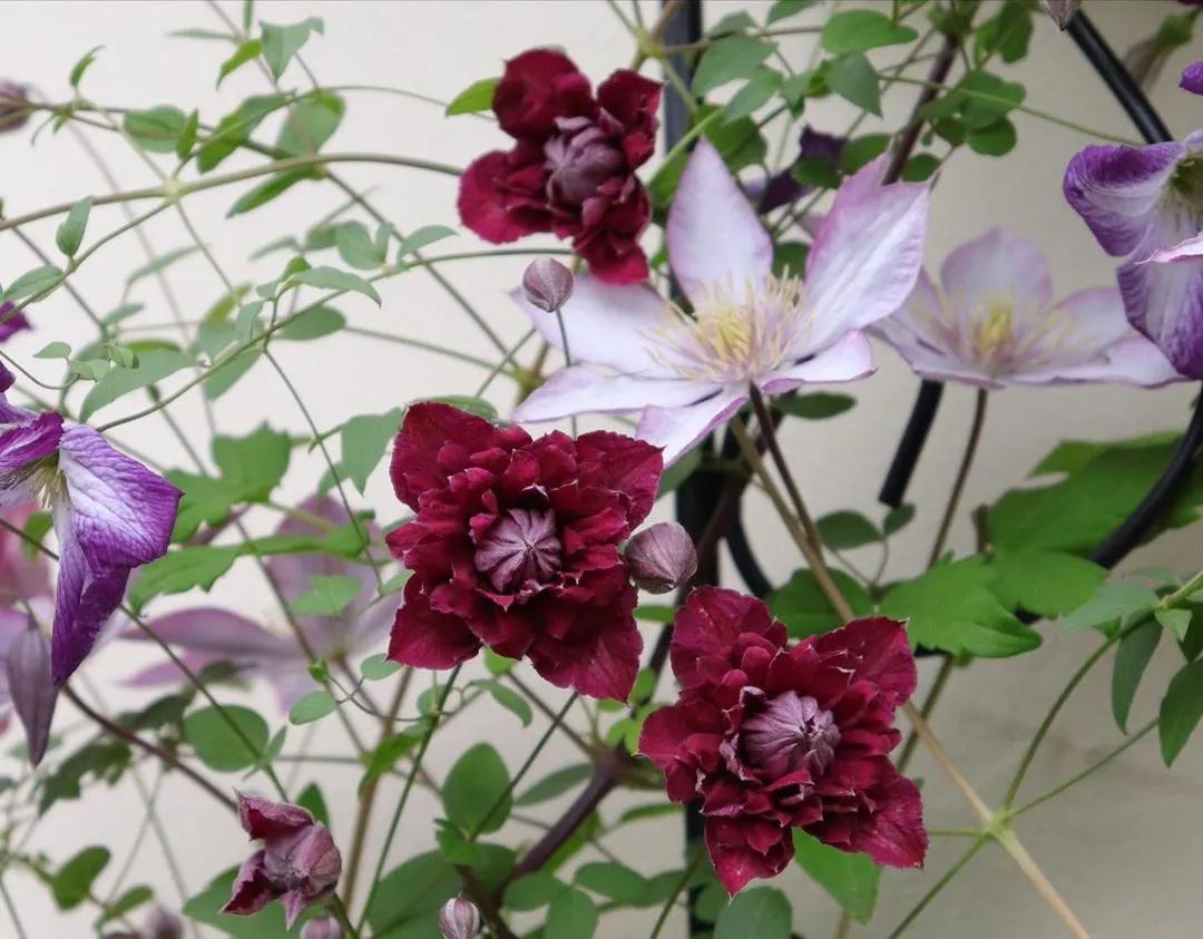 藤本植物皇后铁线莲,藤本皇后铁线莲品种