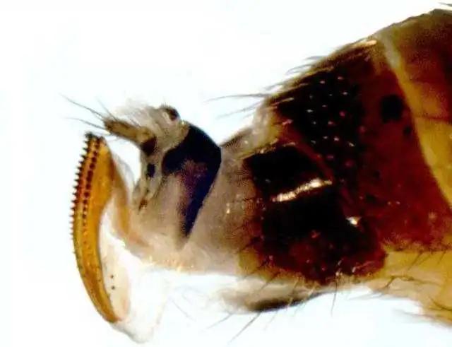 大樱桃的果蝇虫最佳防治时间,小樱桃挂果有虫怎么办