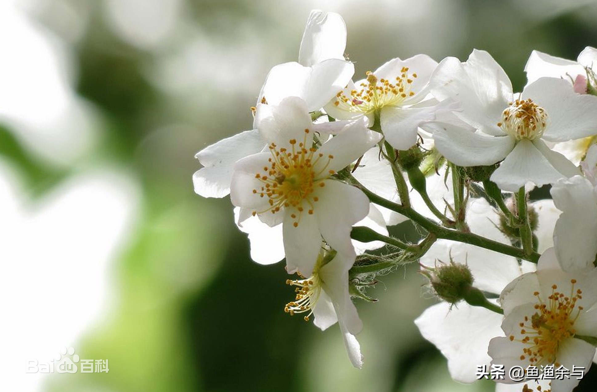 谷雨茶,香椿芽,春雨下,重温古诗中的那些美好!