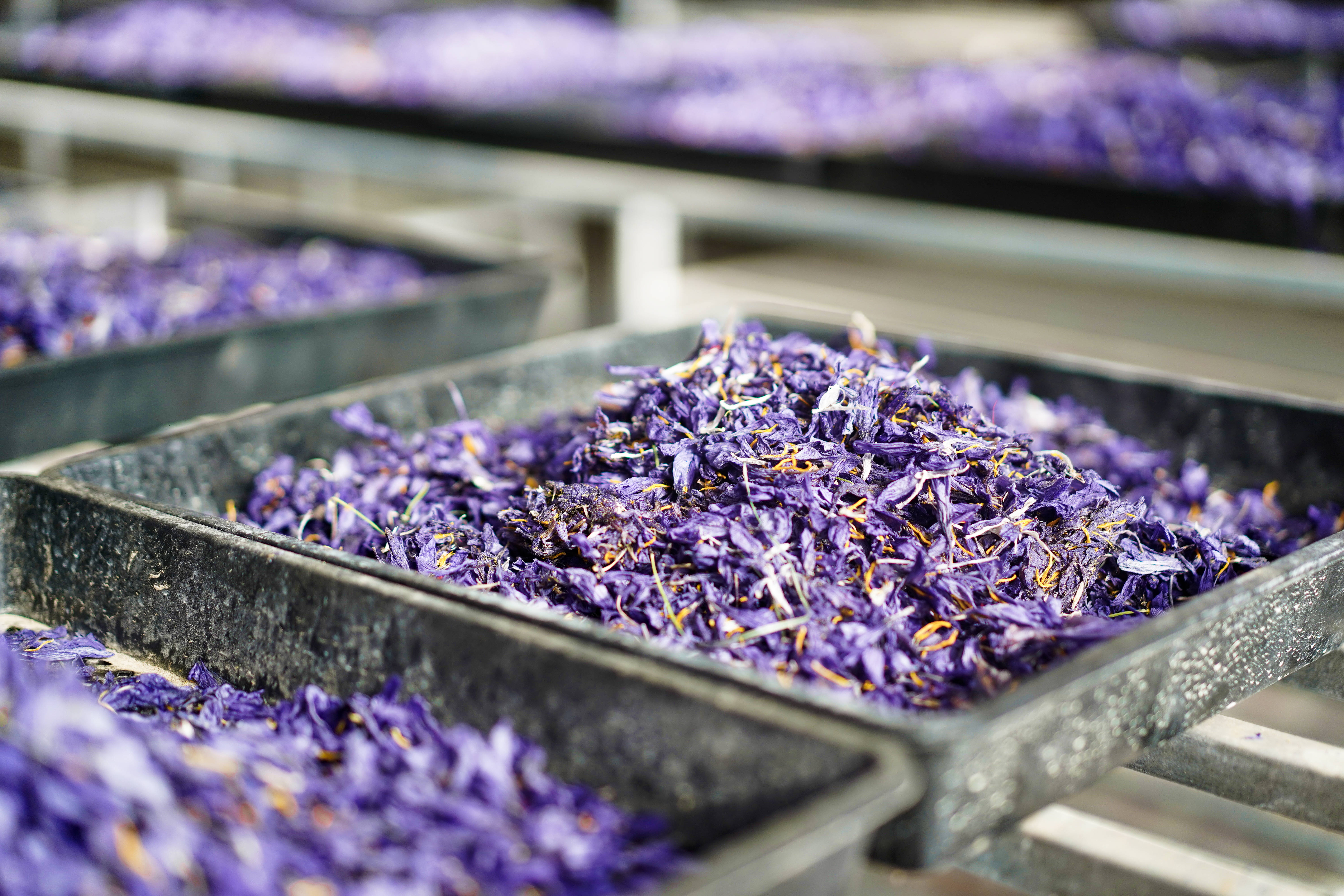 有一种植物产自伊朗和上海,却被误解为*藏西**特产,游客打飞的去买