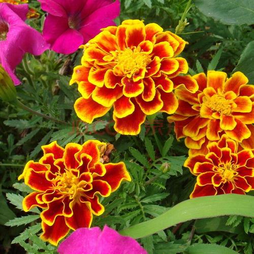 孔雀草冬天会冻死吗,孔雀草冬天可以秋播吗