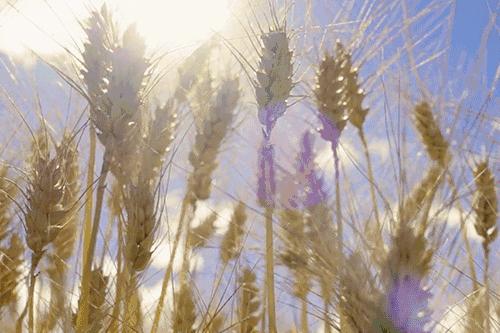 coco新年限定奶茶是好喝的,coco限定饮料