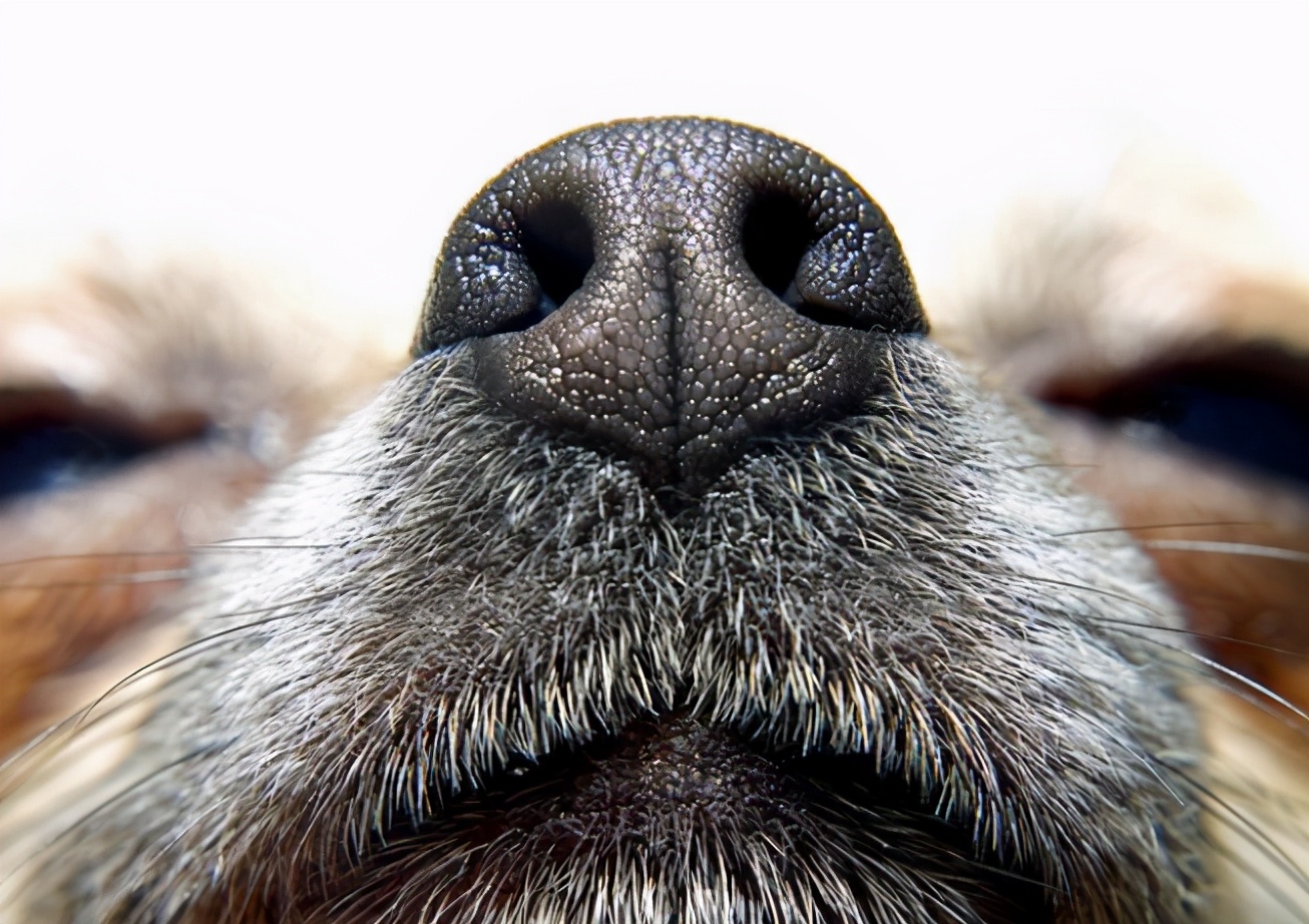 狗狗总打呼噜怎么回事,狗狗睡觉打呼噜经常四肢抽搐