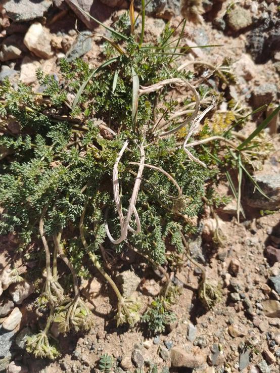 鬼哥的五万里D39青海曲麻莱县五道梁镇-沱沱河保护站