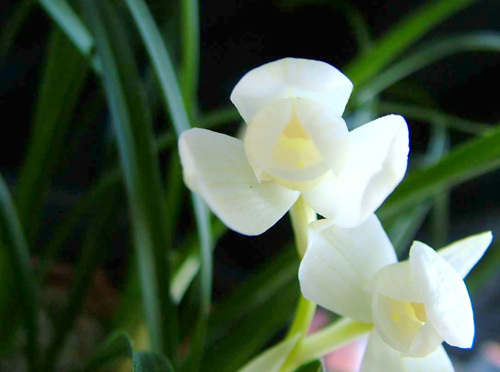 兰花名贵品种永怀素价格,莲瓣兰永怀素兰花价格