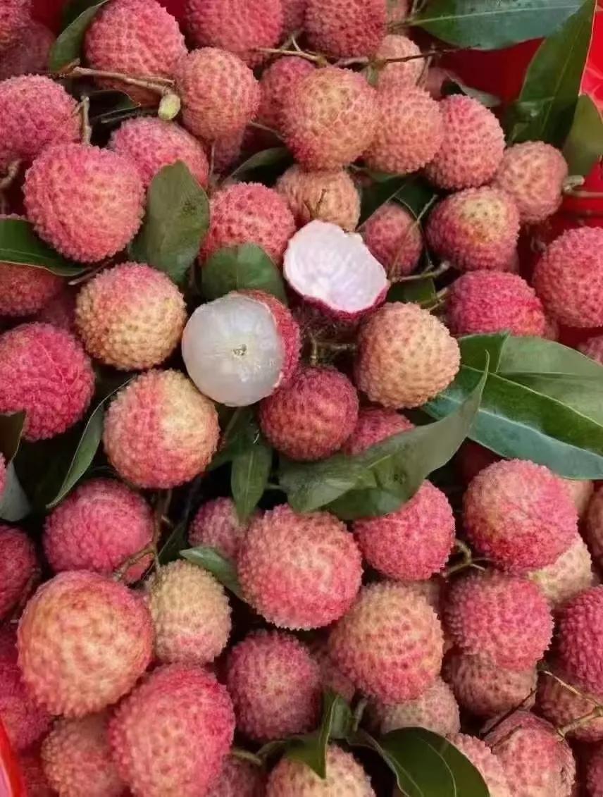 茂名:大井木广垌桂味荔枝,有广东“荔枝皇后”之称