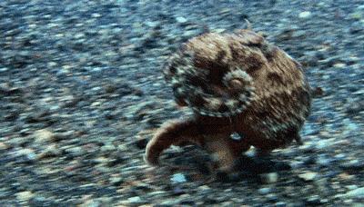 太平洋巨型章鱼为什么产卵后死去 (章鱼产卵后的死亡无法避免吗)