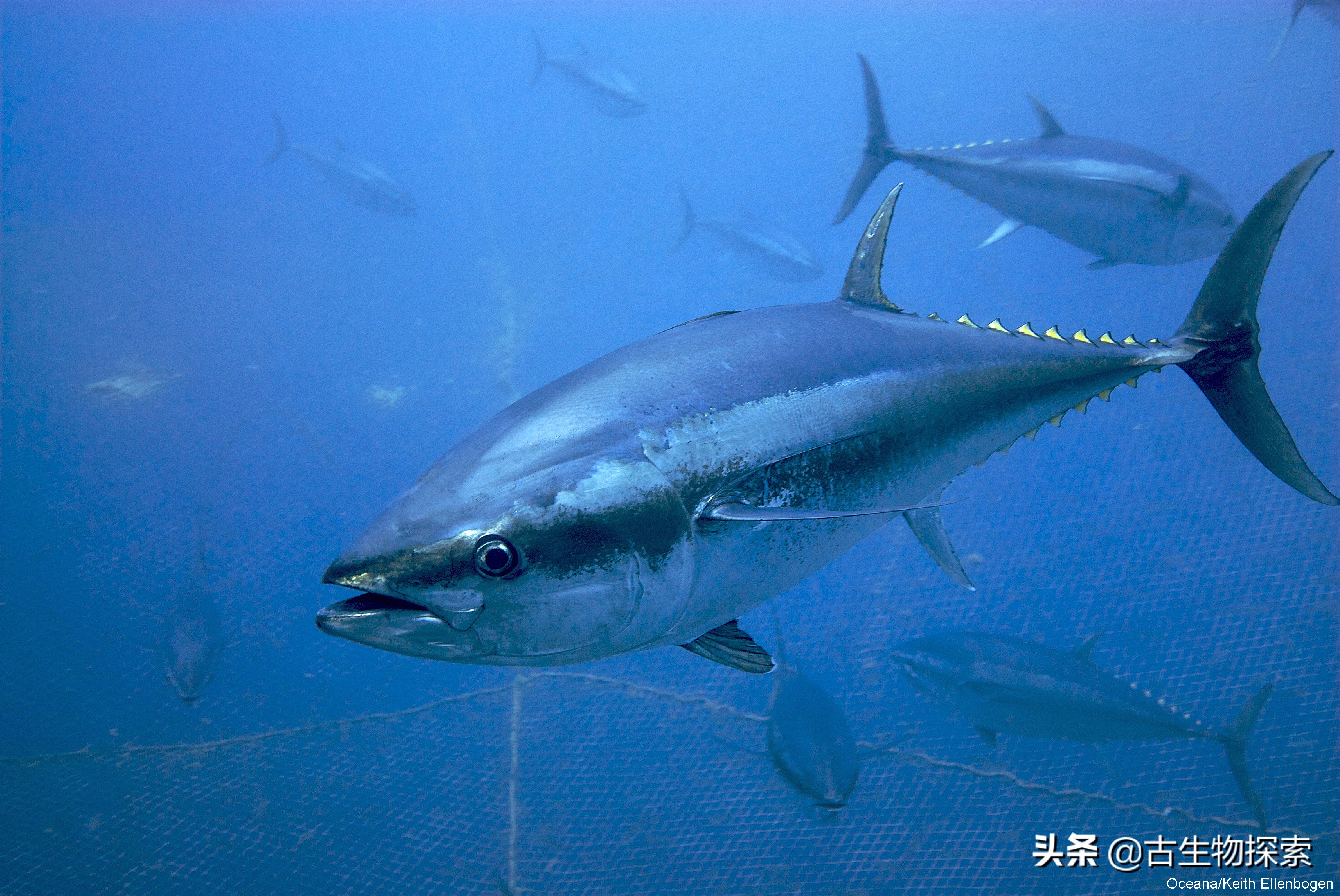 国际珍惜动物保护动物日,国际生物多样性保护日是哪一天