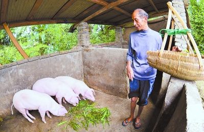 仔猪腹泻的最佳解决方法,仔猪腹泻的原因及解决方法