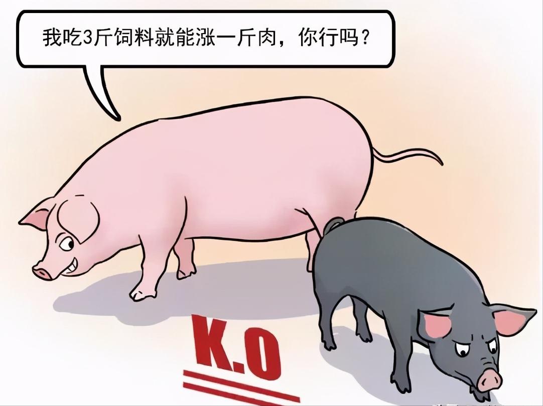 985头美国*猪种**落户四川,天价丹麦猪入境合肥,土猪或将灭绝?