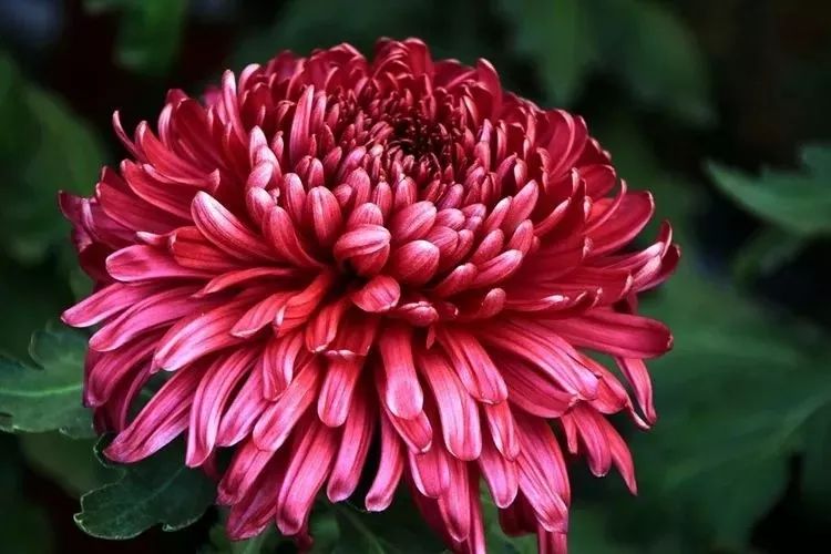 花中四君子菊花国画用笔,花中四君子菊花高清图片